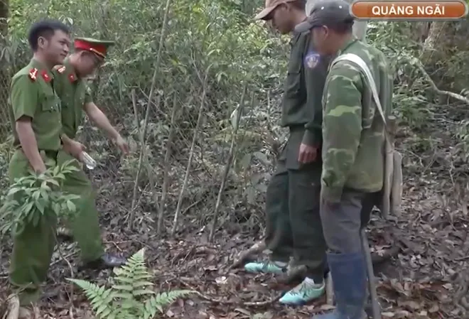 Ngăn chặn nạn trộm sâm Ngọc Linh ở vùng núi cao Quảng Ngãi- Ảnh 3. Ngăn chặn nạn trộm sâm Ngọc Linh ở vùng núi cao Quảng Ngãi- Ảnh 3.