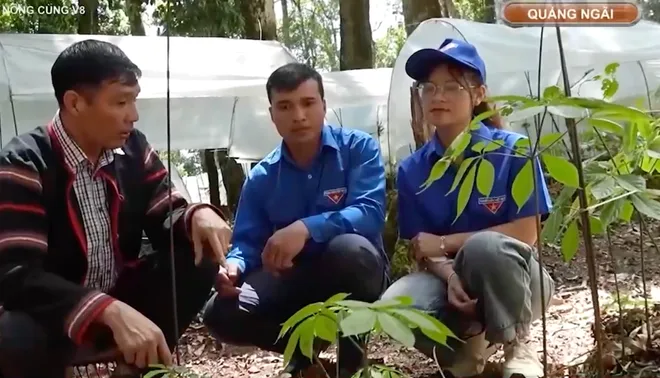 Ngăn chặn nạn trộm sâm Ngọc Linh ở vùng núi cao Quảng Ngãi- Ảnh 4. Ngăn chặn nạn trộm sâm Ngọc Linh ở vùng núi cao Quảng Ngãi- Ảnh 4.