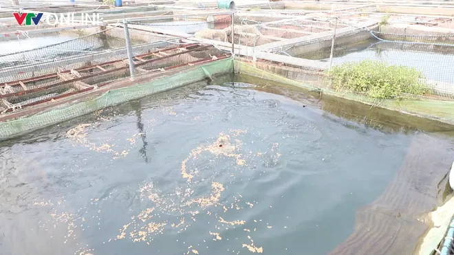 Nà Hang (Tuyên Quang): Khai thác lợi thế lòng hồ, phát triển nghề nuôi cá đặc sản - Ảnh 2.