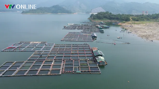 Nà Hang (Tuyên Quang): Khai thác lợi thế lòng hồ, phát triển nghề nuôi cá đặc sản - Ảnh 4.