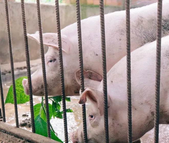 Peco Food v&agrave; H&agrave;nh tr&igrave;nh Kiến tạo Chuỗi Thực phẩm Sạch: Từ Trang trại đến B&agrave;n ăn- Ảnh 4.