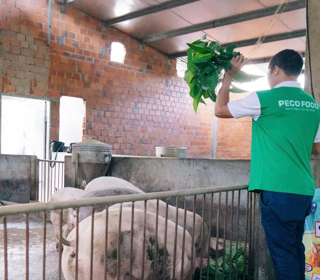 Peco Food v&agrave; H&agrave;nh tr&igrave;nh Kiến tạo Chuỗi Thực phẩm Sạch: Từ Trang trại đến B&agrave;n ăn- Ảnh 3.