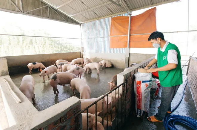 Peco Food v&agrave; H&agrave;nh tr&igrave;nh Kiến tạo Chuỗi Thực phẩm Sạch: Từ Trang trại đến B&agrave;n ăn- Ảnh 2.