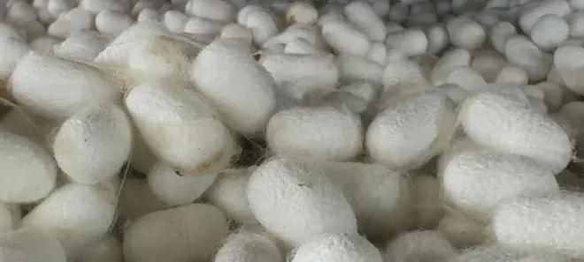 Giữ nhịp thoi đưa trên máy dệt cổ 100 năm tuổi- Ảnh 3. Giữ nhịp thoi đưa trên máy dệt cổ 100 năm tuổi- Ảnh 3.