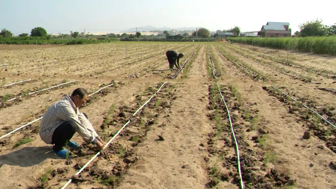 Đầu tư công nghệ tưới nước tiết kiệm ứng phó nắng hạn- Ảnh 1. Đầu tư công nghệ tưới nước tiết kiệm ứng phó nắng hạn- Ảnh 1.