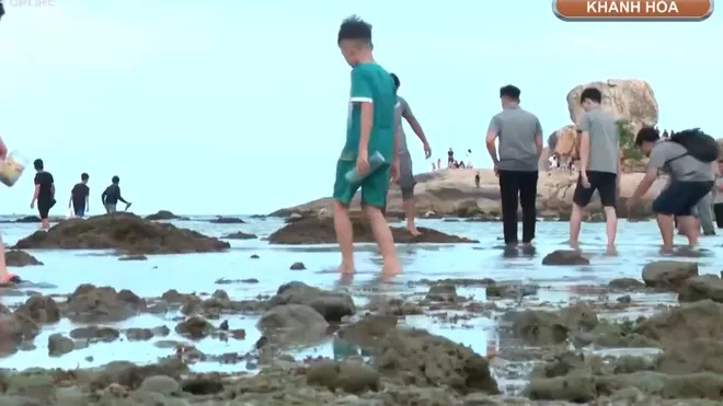 Áp lực bảo tồn san hô vịnh Nha Trang mùa du lịch hè- Ảnh 4. Áp lực bảo tồn san hô vịnh Nha Trang mùa du lịch hè- Ảnh 4.