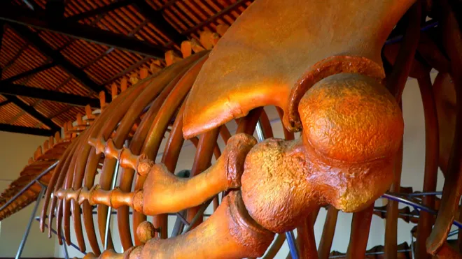 Sức sống di sản Lễ hội Cầu ngư: Trải nghiệm văn h&oacute;a mang dấu ấn miền duy&ecirc;n hải- Ảnh 3.