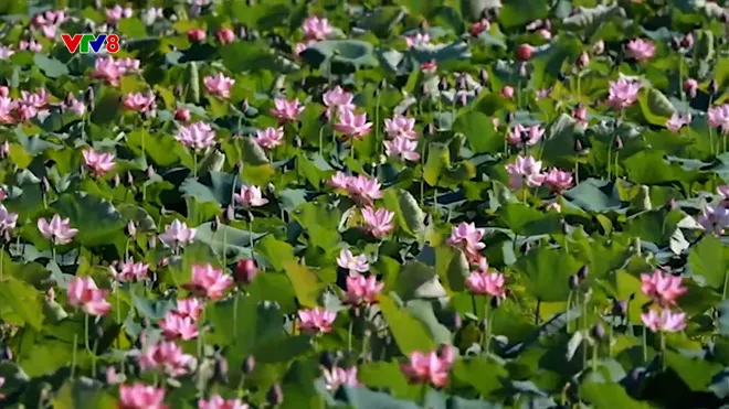 Đồng sen Trà Lý – Điểm nhấn du lịch sinh thái giữa lòng Đà Nẵng- Ảnh 3. Đồng sen Trà Lý – Điểm nhấn du lịch sinh thái giữa lòng Đà Nẵng- Ảnh 3.