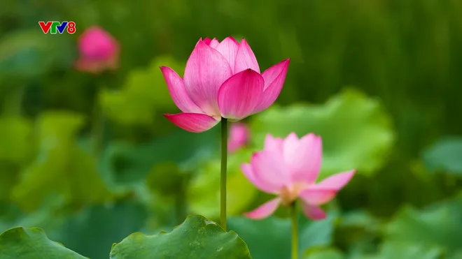 Đồng sen Trà Lý – Điểm nhấn du lịch sinh thái giữa lòng Đà Nẵng- Ảnh 1. Đồng sen Trà Lý – Điểm nhấn du lịch sinh thái giữa lòng Đà Nẵng- Ảnh 1.