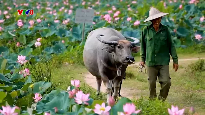 Đồng sen Trà Lý – Điểm nhấn du lịch sinh thái giữa lòng Đà Nẵng- Ảnh 7. Đồng sen Trà Lý – Điểm nhấn du lịch sinh thái giữa lòng Đà Nẵng- Ảnh 7.