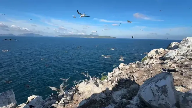 Vietnam Wild Live mở m&agrave;n tại C&ocirc;n Đảo: Đ&aacute;nh đổi kịch bản lấy khoảnh khắc nguy&ecirc;n sơ của tự nhi&ecirc;n- Ảnh 3.