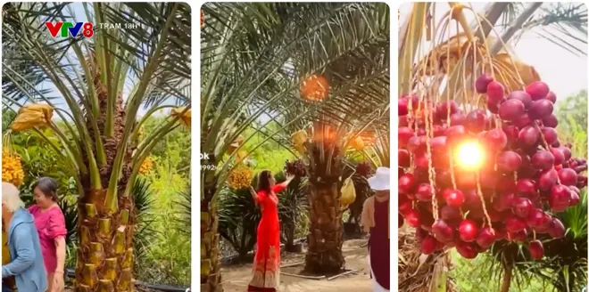 Vườn chà là 6.800m2 ở miền Tây mở cửa miễn phí, khách đến tự hái trái- Ảnh 7. Vườn chà là 6.800m2 ở miền Tây mở cửa miễn phí, khách đến tự hái trái- Ảnh 7.