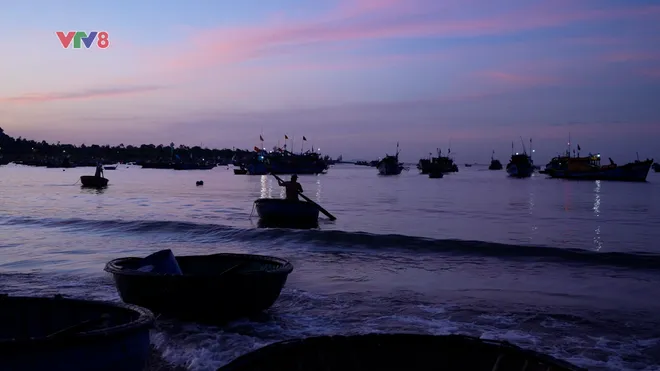 Sơn Trà: Bản hòa ca giữa đại ngàn và biển cả- Ảnh 11. Sơn Trà: Bản hòa ca giữa đại ngàn và biển cả- Ảnh 11.