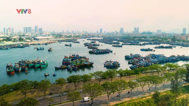 Sơn Trà: Bản hòa ca giữa đại ngàn và biển cả- Ảnh 2. Sơn Trà: Bản hòa ca giữa đại ngàn và biển cả- Ảnh 2.