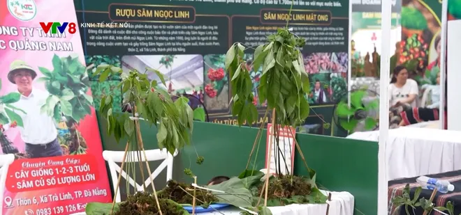 Đưa "quốc bảo" sâm Ngọc Linh từ rừng xuống phố- Ảnh 11. Đưa "quốc bảo" sâm Ngọc Linh từ rừng xuống phố- Ảnh 11.