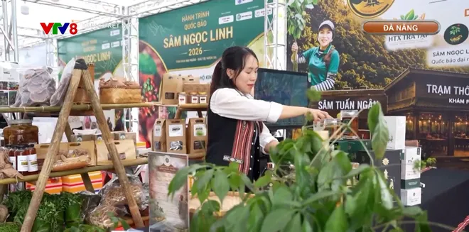 Đưa "quốc bảo" sâm Ngọc Linh từ rừng xuống phố- Ảnh 10. Đưa "quốc bảo" sâm Ngọc Linh từ rừng xuống phố- Ảnh 10.