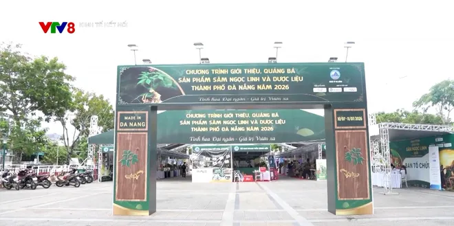 Đưa "quốc bảo" sâm Ngọc Linh từ rừng xuống phố- Ảnh 1. Đưa "quốc bảo" sâm Ngọc Linh từ rừng xuống phố- Ảnh 1.