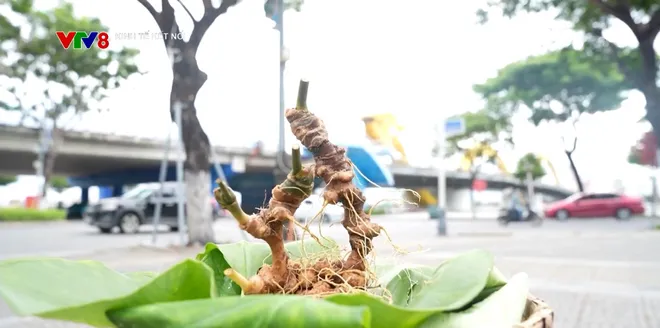 Đưa "quốc bảo" sâm Ngọc Linh từ rừng xuống phố- Ảnh 12. Đưa "quốc bảo" sâm Ngọc Linh từ rừng xuống phố- Ảnh 12.
