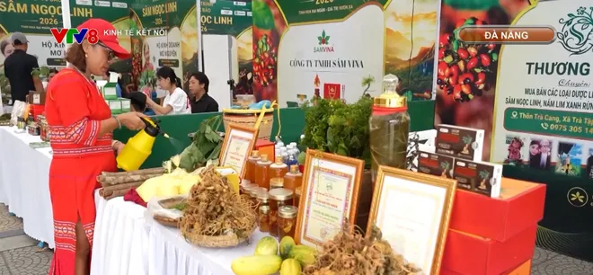 Đưa "quốc bảo" sâm Ngọc Linh từ rừng xuống phố- Ảnh 2. Đưa "quốc bảo" sâm Ngọc Linh từ rừng xuống phố- Ảnh 2.