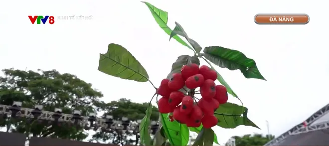 Đưa "quốc bảo" sâm Ngọc Linh từ rừng xuống phố- Ảnh 5. Đưa "quốc bảo" sâm Ngọc Linh từ rừng xuống phố- Ảnh 5.
