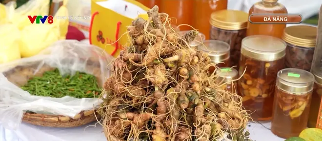 Đưa "quốc bảo" sâm Ngọc Linh từ rừng xuống phố- Ảnh 3. Đưa "quốc bảo" sâm Ngọc Linh từ rừng xuống phố- Ảnh 3.