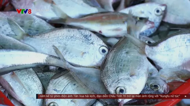 Chợ nổi Cửa Đại: Phiên chợ độc đáo trên cửa biển Quảng Ngãi thu hút du khách- Ảnh 8. Chợ nổi Cửa Đại: Phiên chợ độc đáo trên cửa biển Quảng Ngãi thu hút du khách- Ảnh 8.