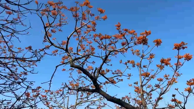 Mùa hoa Ngô đồng đỏ - Dấu ấn sinh thái và văn hóa đặc sắc của Cù Lao Chàm- Ảnh 2. Mùa hoa Ngô đồng đỏ - Dấu ấn sinh thái và văn hóa đặc sắc của Cù Lao Chàm- Ảnh 2.