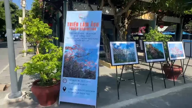 Mùa hoa Ngô đồng đỏ - Dấu ấn sinh thái và văn hóa đặc sắc của Cù Lao Chàm- Ảnh 6. Mùa hoa Ngô đồng đỏ - Dấu ấn sinh thái và văn hóa đặc sắc của Cù Lao Chàm- Ảnh 6.
