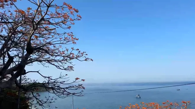 Mùa hoa Ngô đồng đỏ - Dấu ấn sinh thái và văn hóa đặc sắc của Cù Lao Chàm- Ảnh 8. Mùa hoa Ngô đồng đỏ - Dấu ấn sinh thái và văn hóa đặc sắc của Cù Lao Chàm- Ảnh 8.