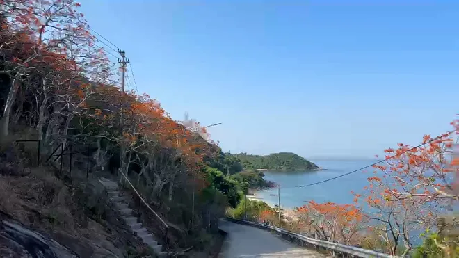Mùa hoa Ngô đồng đỏ - Dấu ấn sinh thái và văn hóa đặc sắc của Cù Lao Chàm- Ảnh 1. Mùa hoa Ngô đồng đỏ - Dấu ấn sinh thái và văn hóa đặc sắc của Cù Lao Chàm- Ảnh 1.