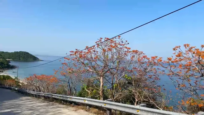 Mùa hoa Ngô đồng đỏ - Dấu ấn sinh thái và văn hóa đặc sắc của Cù Lao Chàm- Ảnh 3. Mùa hoa Ngô đồng đỏ - Dấu ấn sinh thái và văn hóa đặc sắc của Cù Lao Chàm- Ảnh 3.