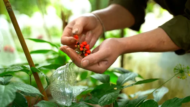 Lễ hội Sâm Ngọc Linh và Dược liệu Quốc tế Đà Nẵng 2026: Nâng tầm giá trị quốc bảo- Ảnh 16. Lễ hội Sâm Ngọc Linh và Dược liệu Quốc tế Đà Nẵng 2026: Nâng tầm giá trị quốc bảo- Ảnh 16.