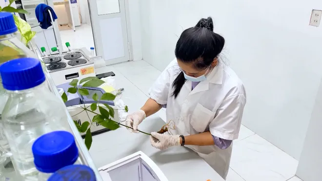 Lễ hội Sâm Ngọc Linh và Dược liệu Quốc tế Đà Nẵng 2026: Nâng tầm giá trị quốc bảo- Ảnh 18. Lễ hội Sâm Ngọc Linh và Dược liệu Quốc tế Đà Nẵng 2026: Nâng tầm giá trị quốc bảo- Ảnh 18.