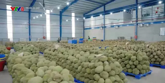 Họp báo Lễ hội Sầu riêng Đắk Lắk 2026- Ảnh 8. Họp báo Lễ hội Sầu riêng Đắk Lắk 2026- Ảnh 8.