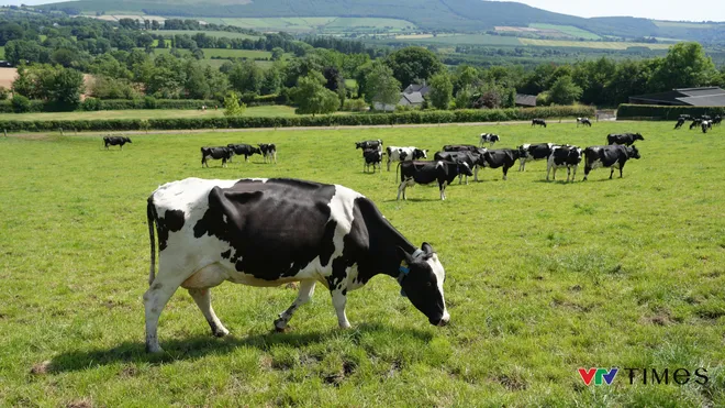 Từ đồng cỏ 5 thế hệ Ireland đến bàn ăn Việt: Sức hút của những giọt sữa “thuần tự nhiên” - Ảnh 5.