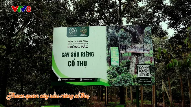 Đấu giá sầu riêng tại vườn: Nâng tầm giá trị nông sản Việt- Ảnh 6. Đấu giá sầu riêng tại vườn: Nâng tầm giá trị nông sản Việt- Ảnh 6.