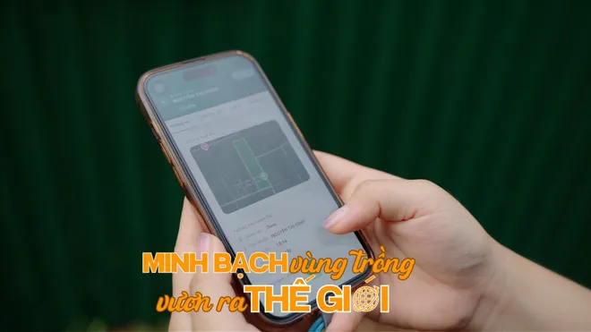 Đấu giá sầu riêng tại vườn: Nâng tầm giá trị nông sản Việt- Ảnh 7. Đấu giá sầu riêng tại vườn: Nâng tầm giá trị nông sản Việt- Ảnh 7.