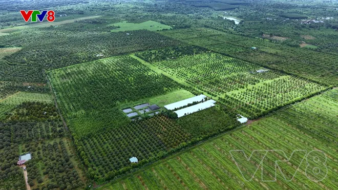 Lễ hội sầu riêng Đắk Lắk 2026: Khát vọng vươn tầm từ vùng đất đỏ bazan- Ảnh 1. Lễ hội sầu riêng Đắk Lắk 2026: Khát vọng vươn tầm từ vùng đất đỏ bazan- Ảnh 1.