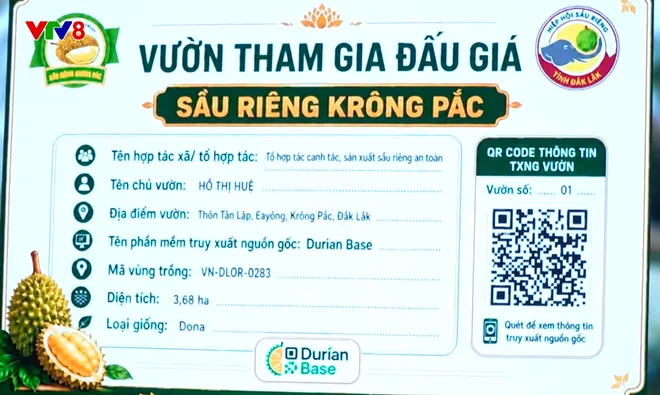 Đấu giá sầu riêng công khai - Bước chuyển mới trong sản xuất nông nghiệp ở Đắk Lắk- Ảnh 8. Đấu giá sầu riêng công khai - Bước chuyển mới trong sản xuất nông nghiệp ở Đắk Lắk- Ảnh 8.