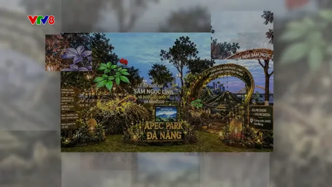 Lễ hội S&acirc;m Ngọc Linh v&agrave; Dược liệu quốc tế Đ&agrave; Nẵng 2026: Nơi tinh hoa đại ng&agrave;n hội tụ- Ảnh 4.