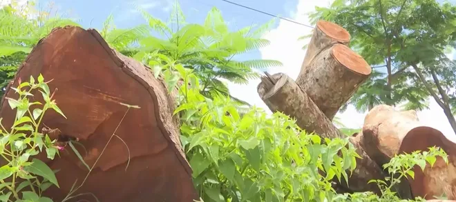 Quản l&yacute; t&agrave;i sản c&ocirc;ng sau s&aacute;p nhập: Nh&igrave;n từ h&agrave;ng c&acirc;y bị cưa hạ tại Gia Lai- Ảnh 2.