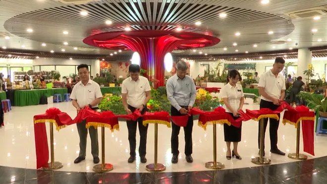 S&acirc;m Ngọc Linh tỏa s&aacute;ng tại Kh&ocirc;ng gian trưng b&agrave;y dược liệu quốc tế ở Đ&agrave; Nẵng- Ảnh 1.