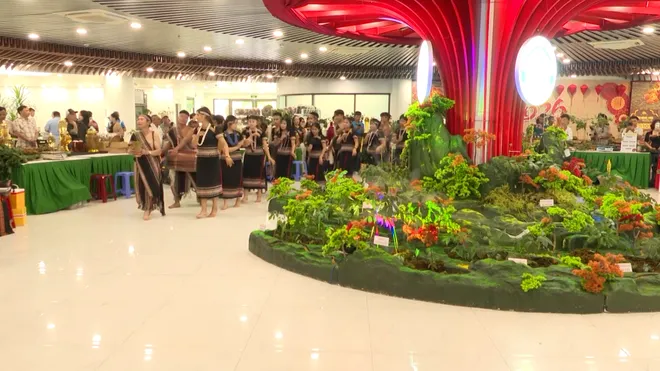 S&acirc;m Ngọc Linh tỏa s&aacute;ng tại Kh&ocirc;ng gian trưng b&agrave;y dược liệu quốc tế ở Đ&agrave; Nẵng- Ảnh 6.