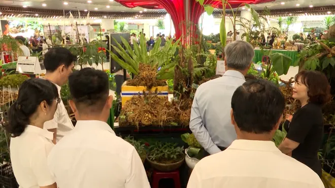 S&acirc;m Ngọc Linh tỏa s&aacute;ng tại Kh&ocirc;ng gian trưng b&agrave;y dược liệu quốc tế ở Đ&agrave; Nẵng- Ảnh 5.