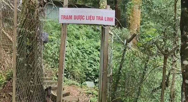 Đột phá công nghệ nâng tầm Sâm Ngọc Linh thành thương hiệu quốc gia- Ảnh 4. Đột phá công nghệ nâng tầm Sâm Ngọc Linh thành thương hiệu quốc gia- Ảnh 4.