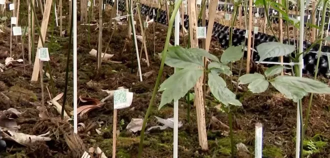 Đột phá công nghệ nâng tầm Sâm Ngọc Linh thành thương hiệu quốc gia- Ảnh 3. Đột phá công nghệ nâng tầm Sâm Ngọc Linh thành thương hiệu quốc gia- Ảnh 3.