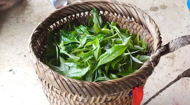 Giữ g&igrave;n văn h&oacute;a từ những lớp học dưới t&aacute;n ch&egrave; Shan tuyết L&agrave;o Cai  - Ảnh 2.