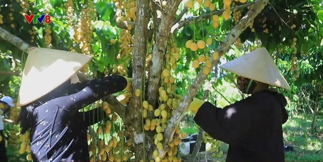 M&ugrave;a quả ngọt b&ecirc;n Suối Ch&iacute;: Điểm hẹn du lịch sinh th&aacute;i  Quảng Ng&atilde;i- Ảnh 1.