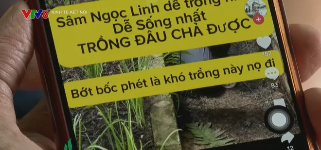 T&aacute;i diễn nguy hiểm t&igrave;nh trạng đội lốt thương hiệu S&acirc;m Ngọc Linh: Cần ph&aacute;p luật v&agrave;o cuộc triệt để- Ảnh 1.