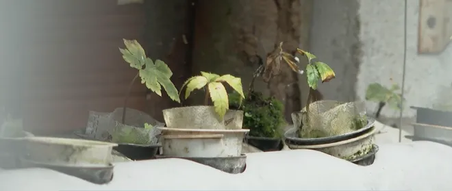 T&aacute;i diễn nguy hiểm t&igrave;nh trạng đội lốt thương hiệu S&acirc;m Ngọc Linh: Cần ph&aacute;p luật v&agrave;o cuộc triệt để- Ảnh 5.